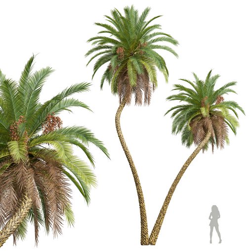 New Plant High detail Phoenix Sylvestris Fruit