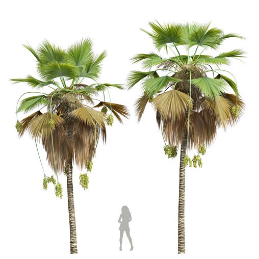 New Plant High detail Pritchardia Pacifica Medium Fruit