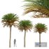 New Plant High detail Phoenix Canariensis Medium - Thumbnail 1