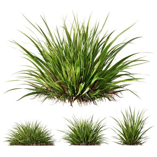 Plants Molinia Caerulea Heidebraut Kleines Pfeifengras