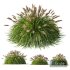 Plants Pennisetum Alopecuroides Lampenputzergras Fountain Hameln - Thumbnail 1