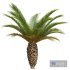 New Plant High detail Phoenix Canariensis Small - Thumbnail 2