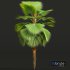 New Plant High detail Pritchardia Pacifica Small Garden Decorative - Thumbnail 2