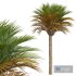 New Plant High detail Phoenix Canariensis Medium - Thumbnail 2