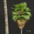 New Plant High detail Pritchardia Pacifica Medium - Thumbnail 2