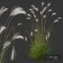 Plants Miscanthus Nepalensis Sinensis Sarabande Adagio Version03 - Thumbnail 2