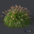 Plants Pennisetum Alopecuroides Lampenputzergras Fountain Hameln - Thumbnail 2