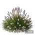 Plants Pennisetum Alopecuroides Lampenputzergras Fountain Hameln Version04 - Thumbnail 2
