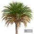 New Plant High detail Phoenix Canariensis Medium - Thumbnail 3