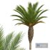 New Plant High detail Phoenix Canariensis Small - Thumbnail 4
