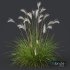 Plants Miscanthus Nepalensis Sinensis Sarabande Adagio Version03 - Thumbnail 3