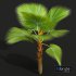 New Plant High detail Pritchardia Pacifica Small Garden Decorative - Thumbnail 3