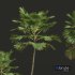 New Plant High detail Saribus Rotundifolius - Thumbnail 2