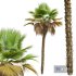 New Plant High detail Pritchardia Pacifica Medium - Thumbnail 3