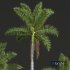 New Plant High detail Roystonea Regia - Thumbnail 4