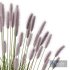 Plants Pennisetum Alopecuroides Lampenputzergras Fountain Hameln Version04 - Thumbnail 4