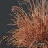 Plants Miscanthus Nepalensis Sinensis Sarabande Adagio Version03 - Thumbnail 4