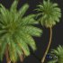 New Plant High detail Phoenix Sylvestris - Thumbnail 2
