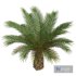 New Plant High detail Phoenix Canariensis Small - Thumbnail 3