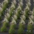 Plants Miscanthus Nepalensis Sinensis Sarabande Adagio Windy - Thumbnail 3