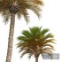 New Plant High detail Phoenix Canariensis Medium - Thumbnail 4