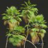 New Plant High detail Pritchardia Pacifica - Thumbnail 3