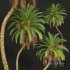 New Plant High detail Phoenix Sylvestris Fruit - Thumbnail 2