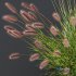 Plants Pennisetum Alopecuroides Lampenputzergras Fountain Hameln Version02 - Thumbnail 4