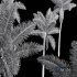 New Plant High detail Roystonea Regia - Thumbnail 5
