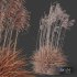 Plants Miscanthus Nepalensis Sinensis Sarabande Adagio Windy - Thumbnail 5