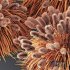 Plants Pennisetum Alopecuroides Lampenputzergras Fountain Hameln - Thumbnail 5