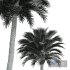 New Plant High detail Phoenix Canariensis Medium - Thumbnail 5