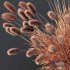 Plants Pennisetum Alopecuroides Lampenputzergras Fountain Hameln Version02 - Thumbnail 5