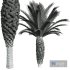 New Plant High detail Phoenix Canariensis Small - Thumbnail 5