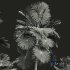 New Plant High detail Saribus Rotundifolius - Thumbnail 5