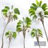 New Plant High detail Strelitzia Nicolai - Thumbnail 5