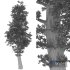 tree 05 - Thumbnail 6