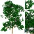 TREE 03 - Thumbnail 1