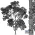 TREE 03 - Thumbnail 2
