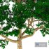 TREE 03 - Thumbnail 3