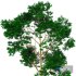 TREE 03 - Thumbnail 4
