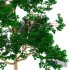 TREE 03 - Thumbnail 5