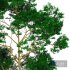 TREE 03 - Thumbnail 6