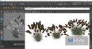 Plants Pennisetum Alopecuroides Lampenputzergras Fountain Hameln Version02 - Thumbnail 7