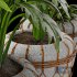 Interior Plant Collection01 - Thumbnail 4