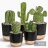 Cactus Indoor Plants Set 05 - Thumbnail 1