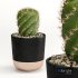 Cactus Indoor Plants Set 05 - Thumbnail 2