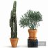 Indoor Plants Cactus In Clay Pot Set 04 - Thumbnail 2