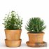 Indoor Plants Cactus In Clay Pot Set 04 - Thumbnail 3