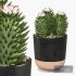 Cactus Indoor Plants Set 05 - Thumbnail 3